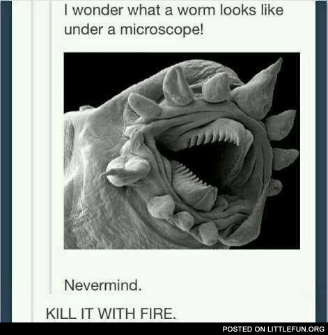 A worm under a microscope