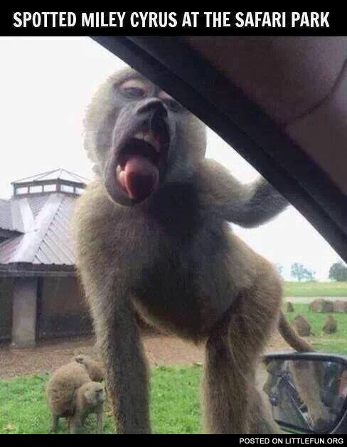Miley Cyrus as monkey