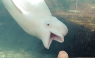 White dolphin and a kid