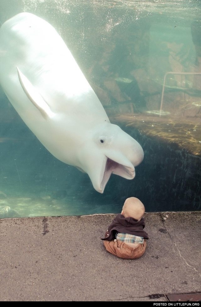 White dolphin and a kid