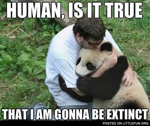 Panda hugs. Human, is it true that I am gonna be extinct?