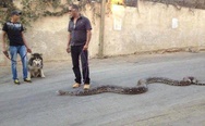 Just walking my snake