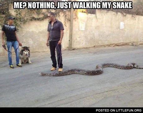Just walking my snake