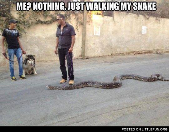 Just walking my snake