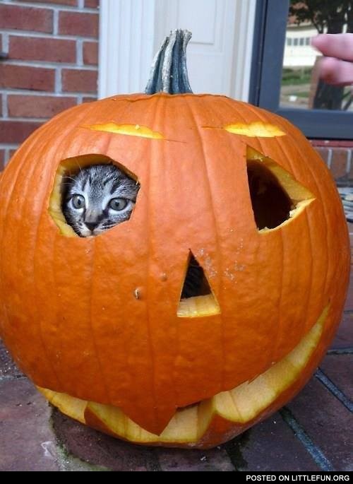 Cat in the pumpkin