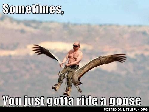 Sometimes you just gotta ride a goose. Well played Mr. Putin