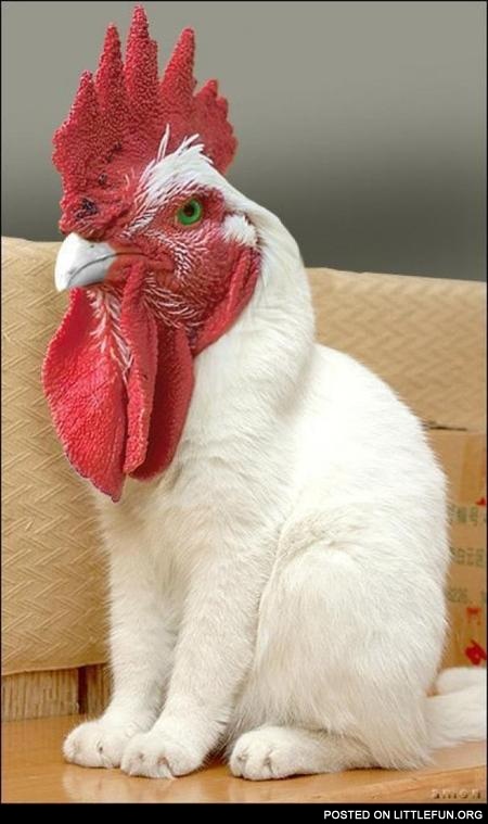 Cat rooster