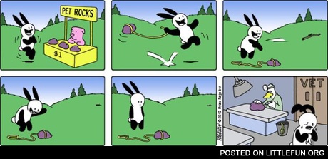 Buni and pet rock