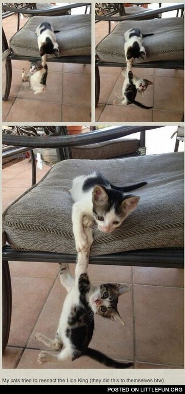 My cats tried to reenact the Lion King