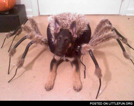 Spider dog