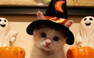 Halloween kitten