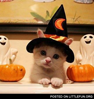 Halloween kitten