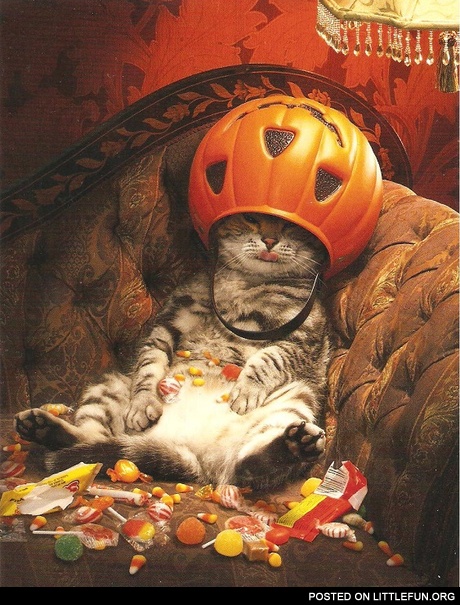 Halloween cat