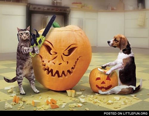 Cat and dog preparing to Halloween