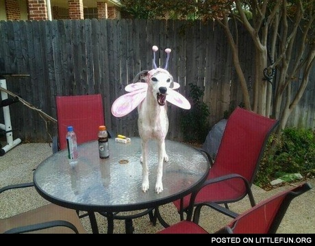 Fairy dog