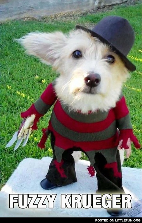 Fuzzy Krueger. Freddy Krueger dog Halloween costume.