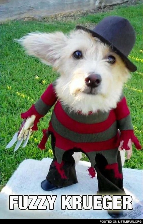 Fuzzy Krueger. Freddy Krueger dog Halloween costume.