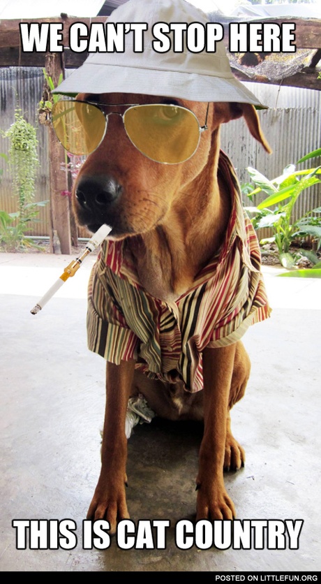 We can't stop here, this is cat country