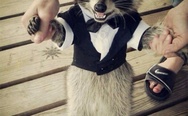 Racoon in a suit