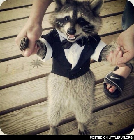 Racoon in a suit