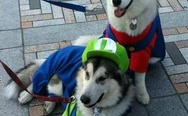 Super woof brothers