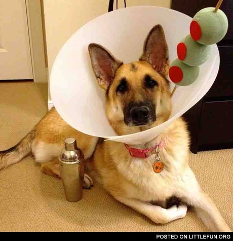 Martini dog