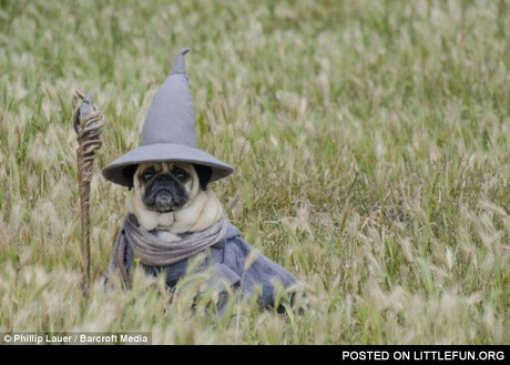 A pug dressed as Gandalf