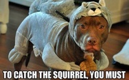 To catch the squirrel, you must become the squirrel