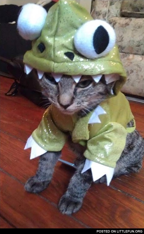 Cat in a dragon costume