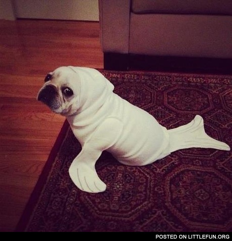 Seal pug