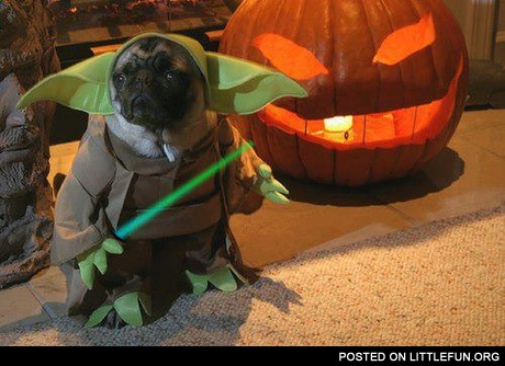 Yoda pug costume