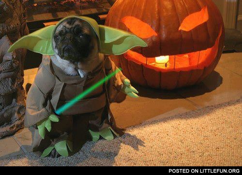 Yoda pug costume