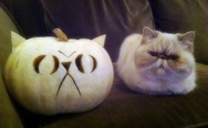 Cat pumpkin