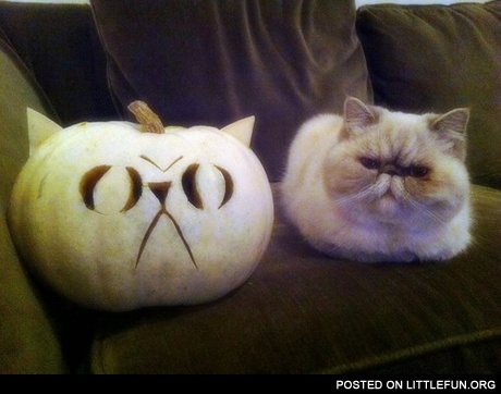 Cat pumpkin