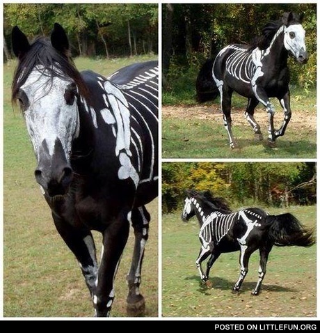 Skeleton horse