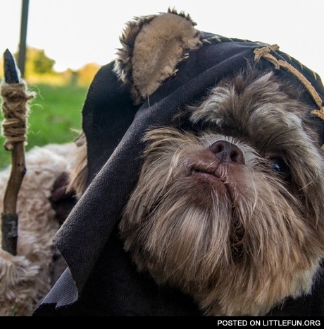 Halloween costume for dog, Ewok