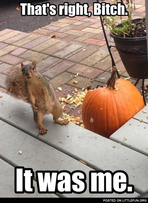 Squirrel and pumpkin