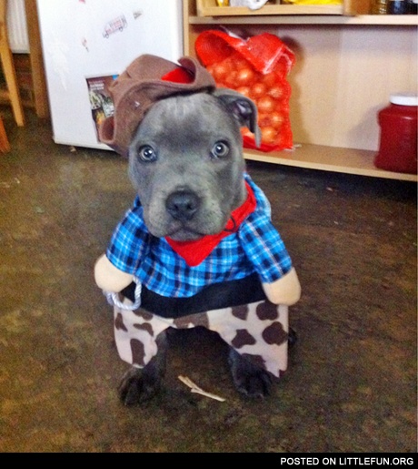 Dog in a cowboy costume