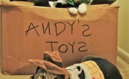 Andy's toys, cats in a costumes