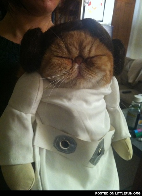 Princess Leia cat