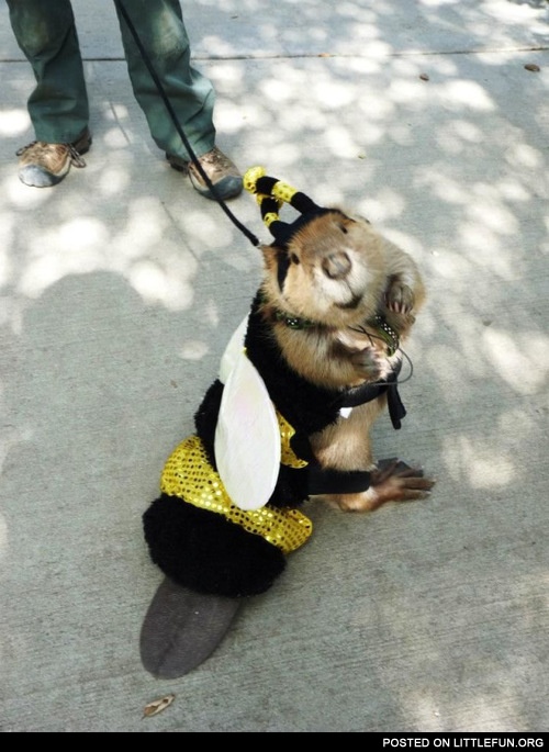Beaver in a bee costume