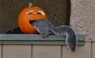 Squirrel in a pumpkin