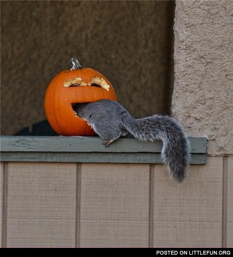 Squirrel in a pumpkin