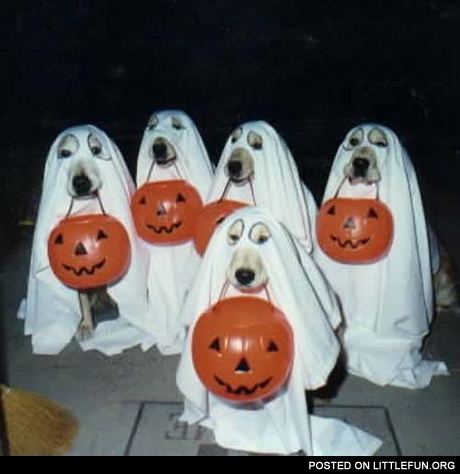 Halloween dogs