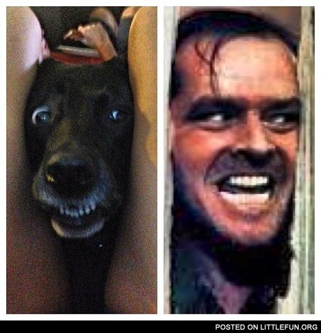 The Shining dog
