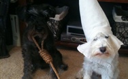 Halloween costumes for my dogs. (I'm black feel free to laugh, cause its a f**kin joke)