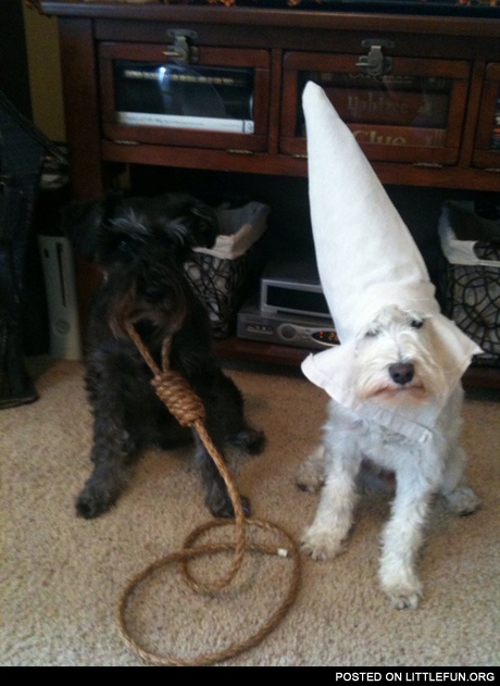 Halloween costumes for my dogs. (I'm black feel free to laugh, cause its a f**kin joke)