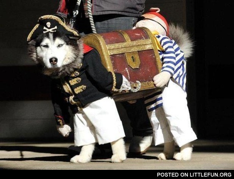Pirate dog costume