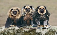 Game of Thrones dogs