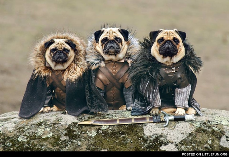 Game of Thrones dogs